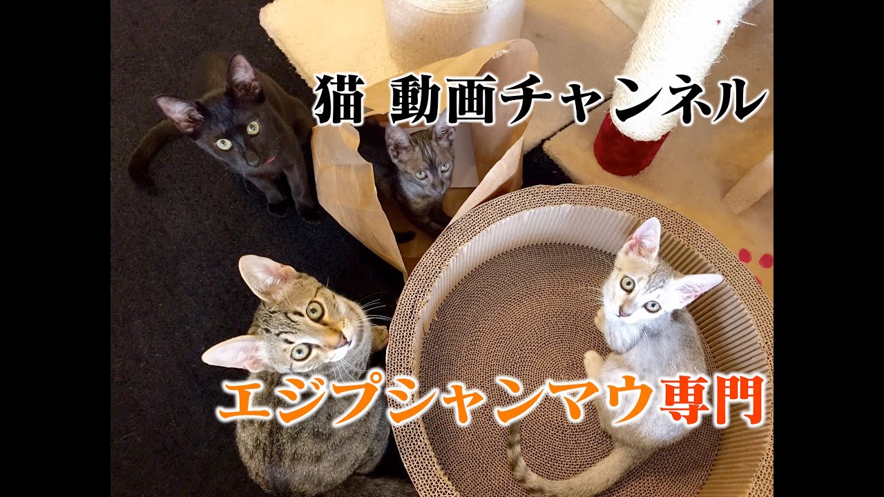 エジプシャンマウ 猫チャンネル
