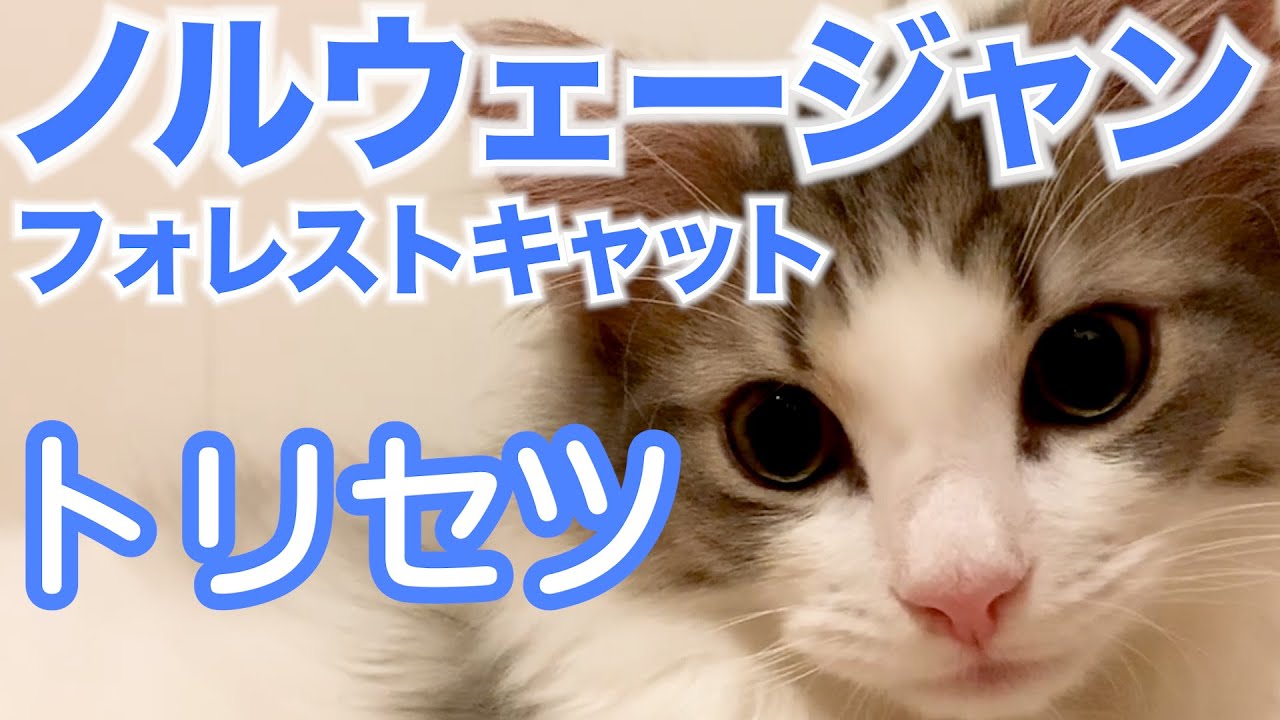 【３分でわかる】ノルウェージャンフォレストキャットの特徴