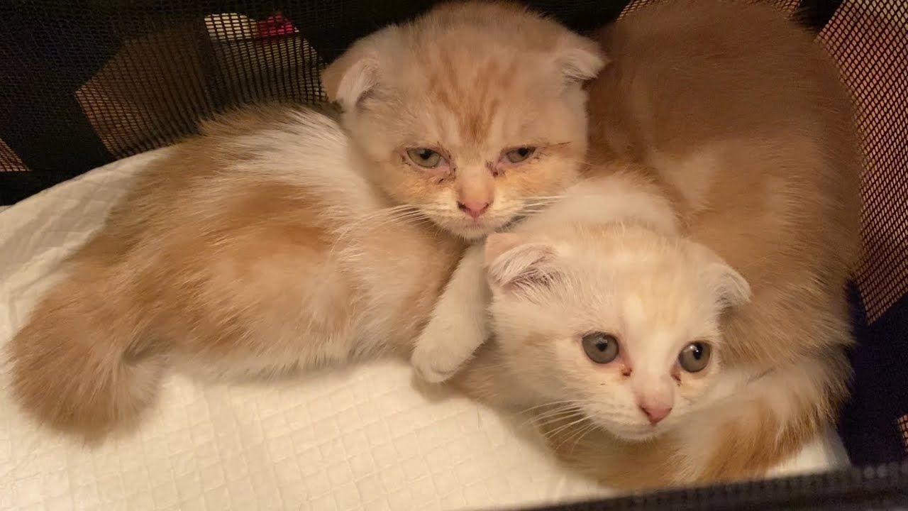 売り物にされなかったスコティッシュフォールド お家へ来て2日で天国へ旅立ちました