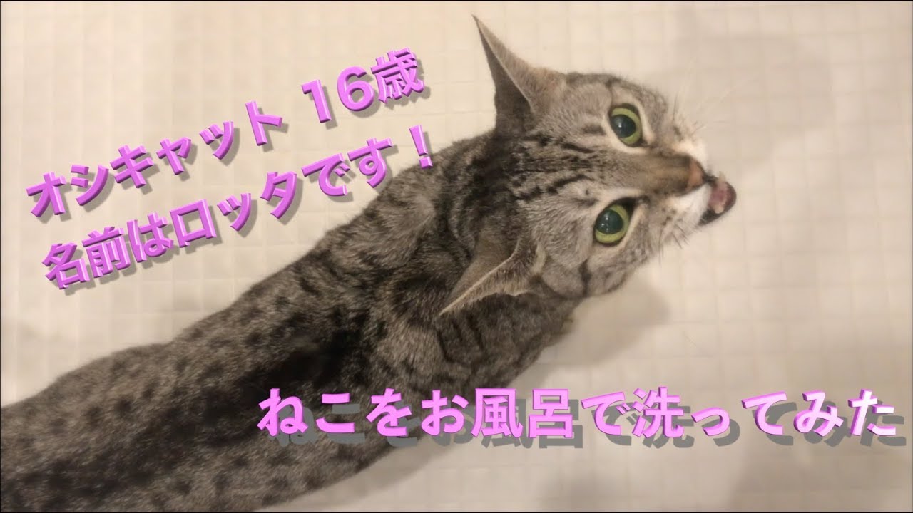 【ねこ】16歳猫をお風呂にいれてみた【オシキャット】