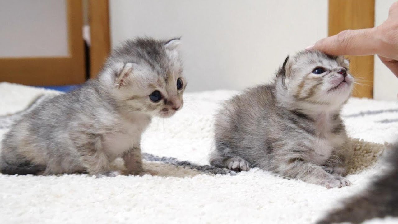 頭を撫でられる順番待ちする子猫たち【赤ちゃん猫　保護猫】