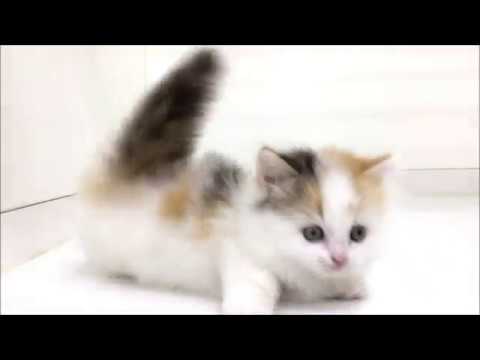 とっても可愛くて元気いっぱいのロングヘアーマンチカン☆