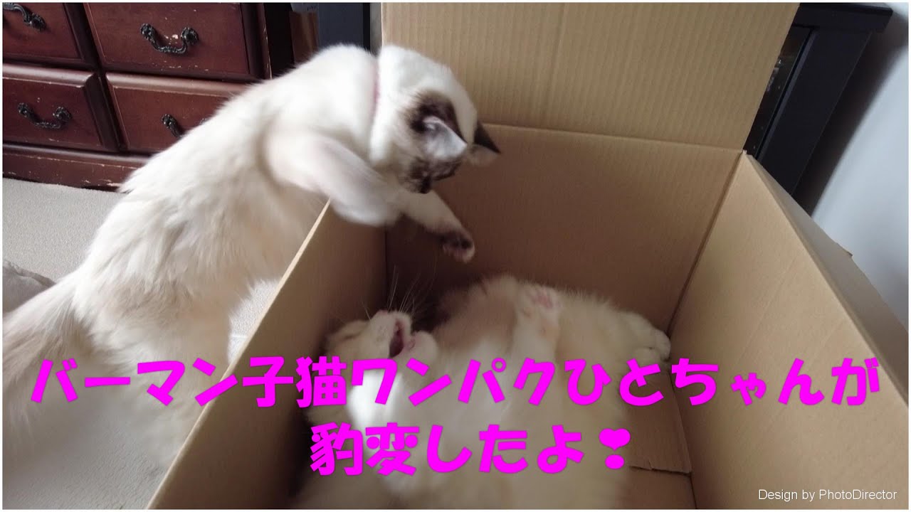 バーマン子猫　ワンパクひとちゃんの豹変