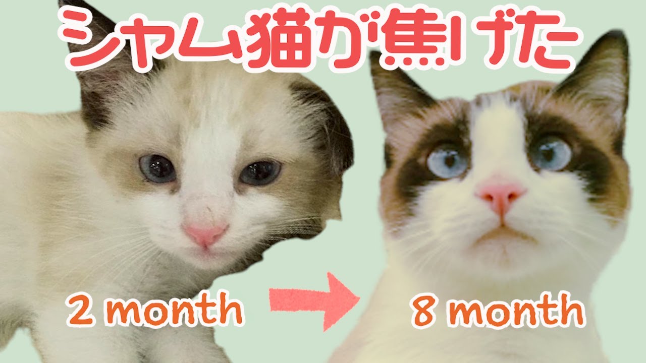 Twitterのシャム猫の色が変わりすぎ選手権のYouTubu版【ハワイ猫ケア】