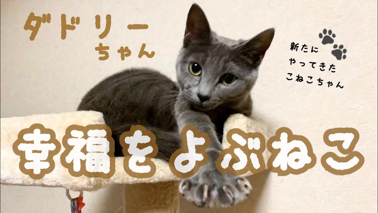 【猫】我が家の姫を紹介します。