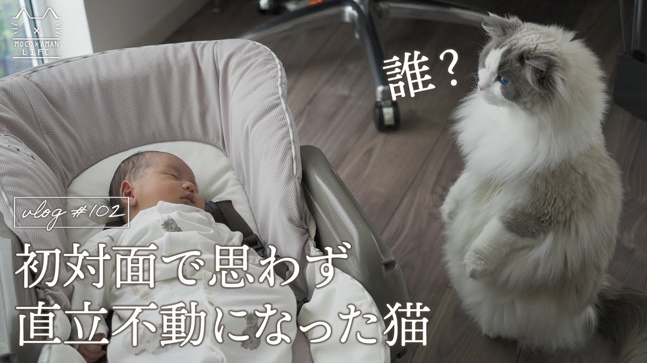 【赤ちゃんと初対面】新入りへのチェックが厳しい猫兄弟｜ラグドール猫 #102