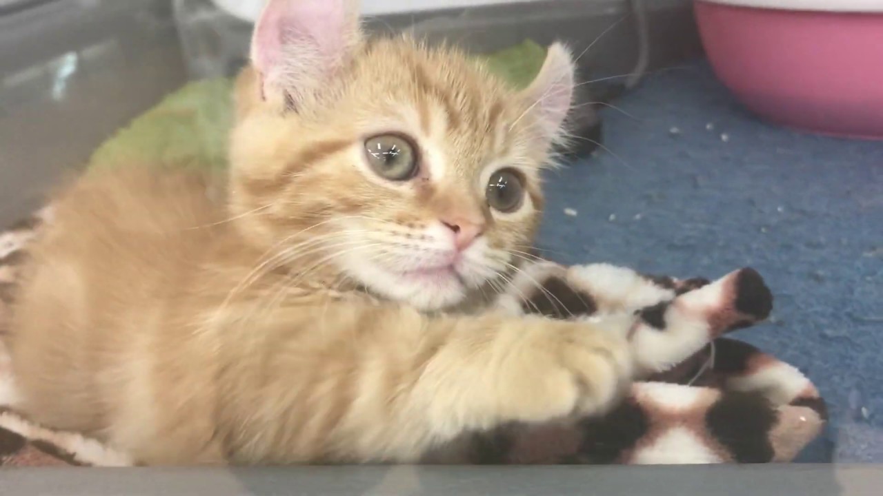 キンカロー（マンチカール）の子猫