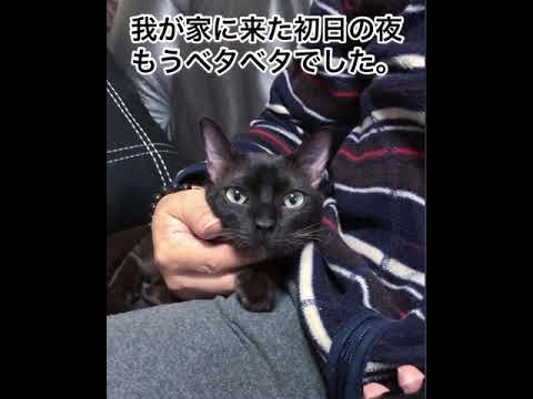 猫のバーミーズ 我が家に来た初日