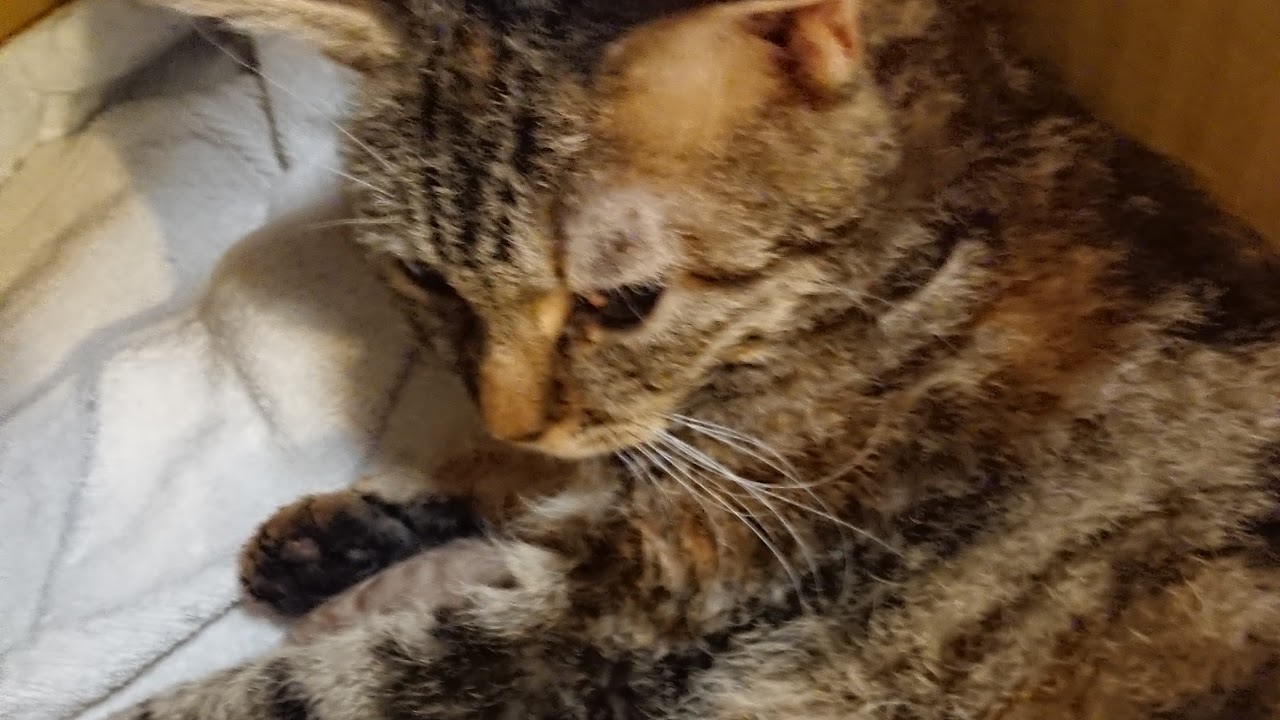 子猫のライブ配信（ラグドールとラパームのMIXです！）