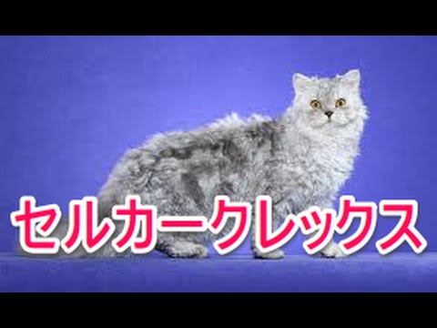【猫図鑑】セルカークレックス