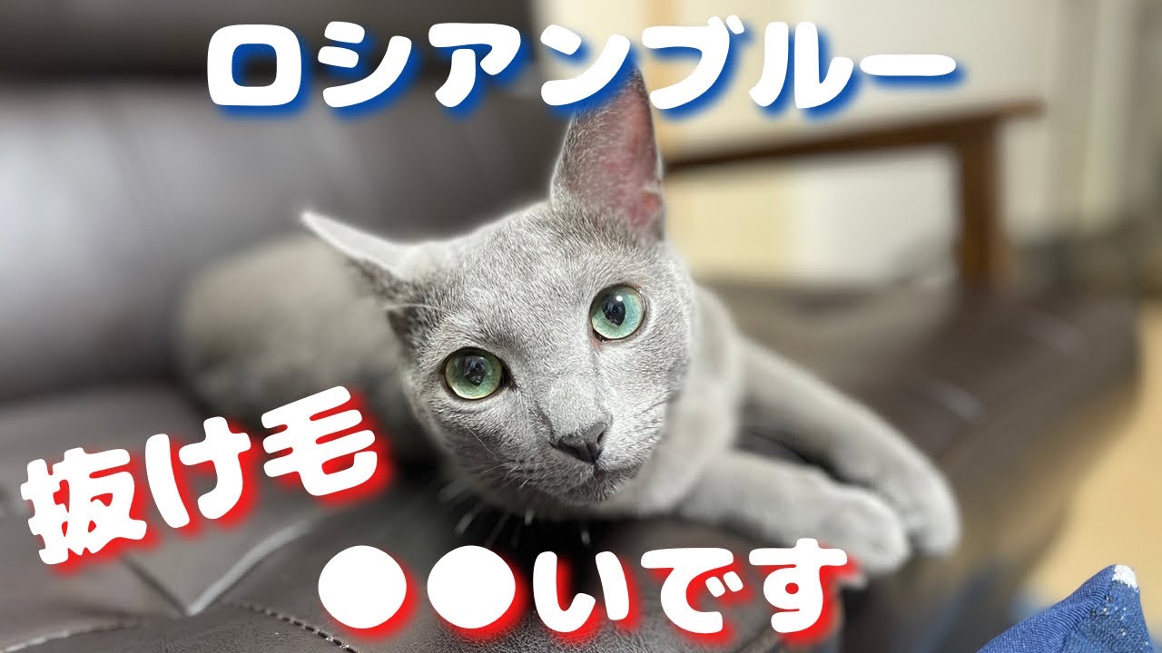 お手入れ方法や頻度、お迎え前に想像していた抜け毛量との比較について【ロシアンブルー】