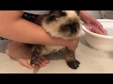 【ヒマラヤン】猫を初めてお風呂に入れてみた【長毛種】