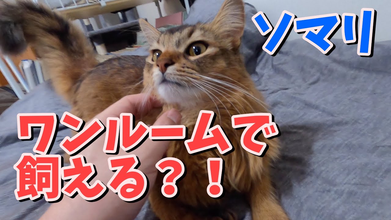 ソマリはワンルームで飼えるのか？の疑問にお答えします！【ソマリ】