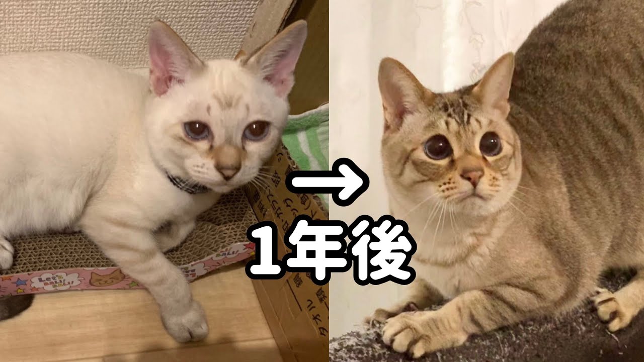 シャムミックスとは？特徴5選!!