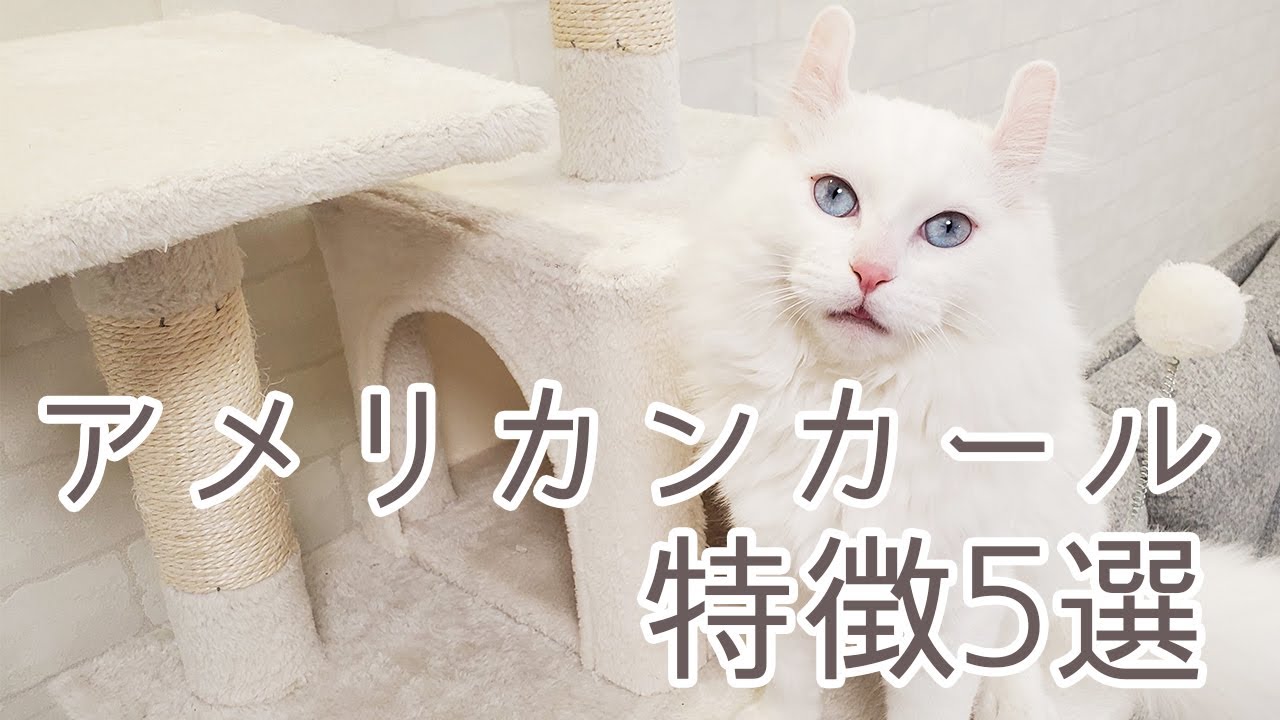 【アメリカンカールってどんな猫？】人気急上昇中の猫種『アメリカンカール』の特徴5選！