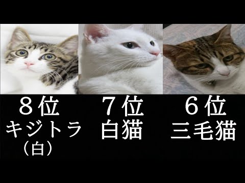 人気の猫柄ベスト５【 1位は連覇達成】