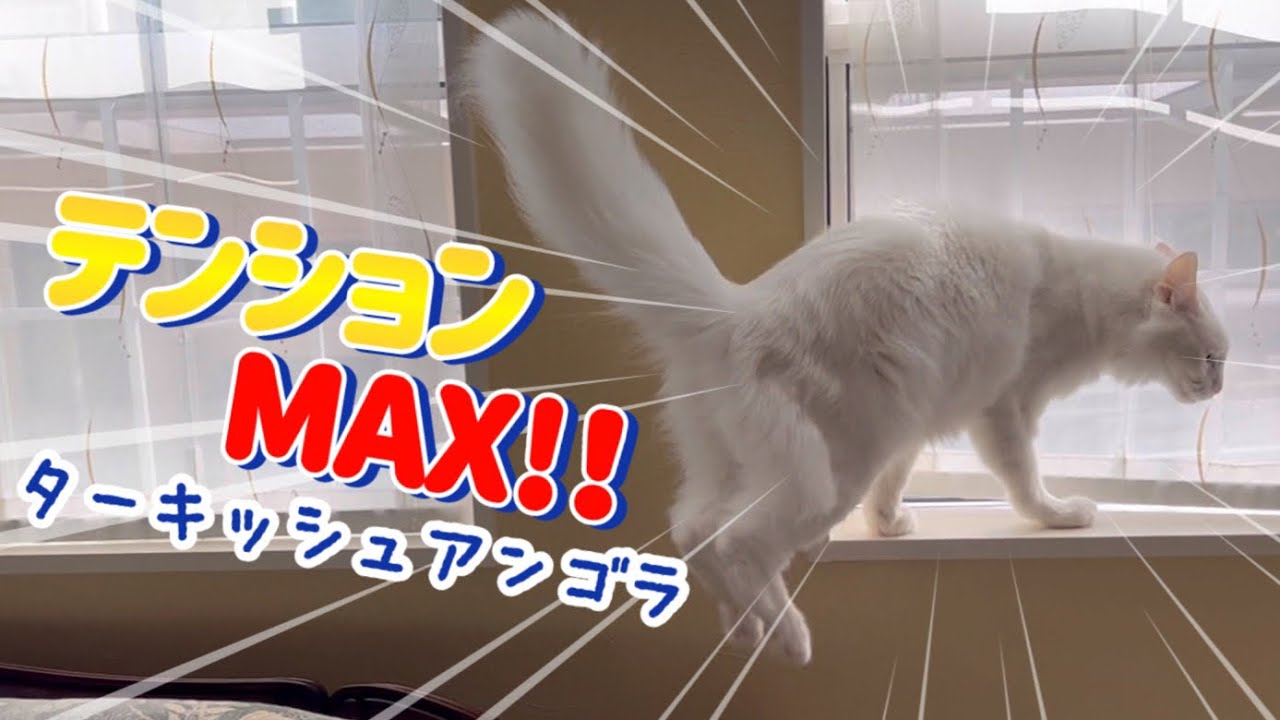 【謎の動き】ハイテンション！ターキッシュアンゴラwww