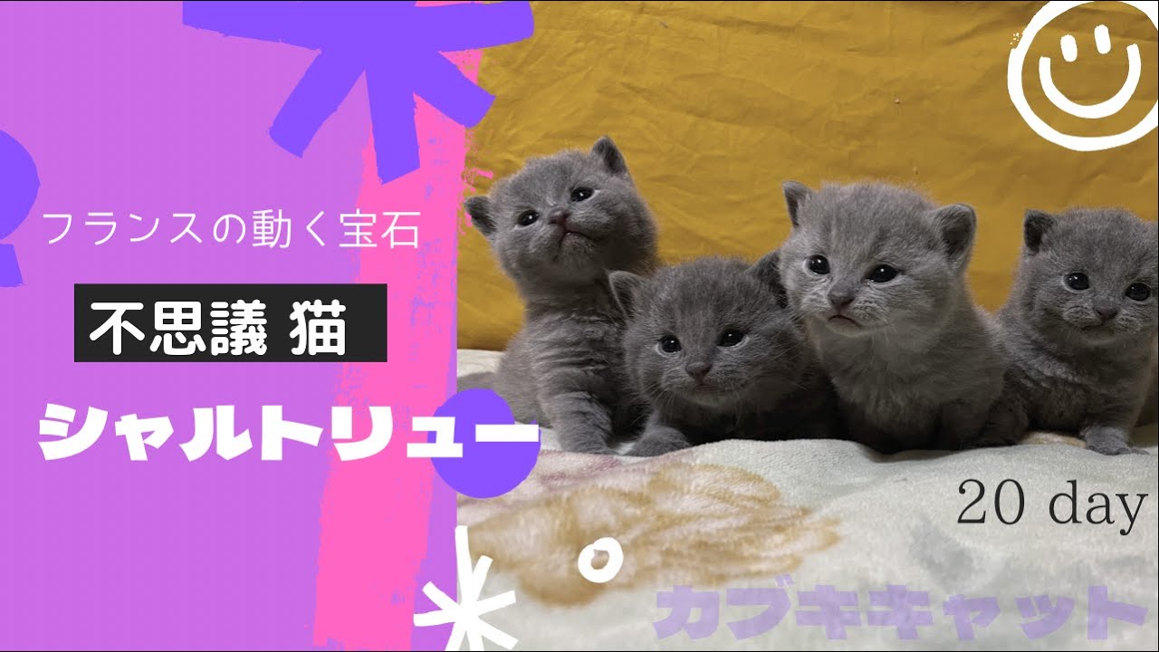 【シャルトリュー】生後20日の子猫を見ながらシャルトリューの魅力を解説