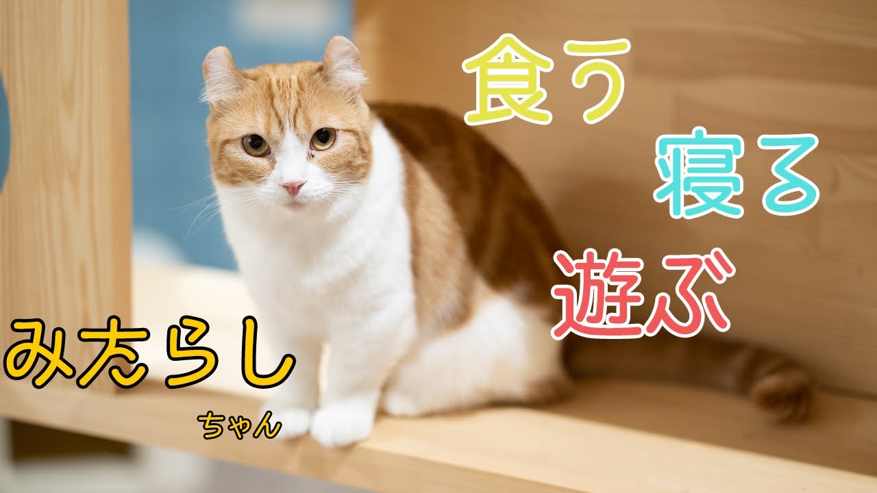 食う寝る遊ぶ！アメリカンカールのみたらしちゃん紹介！