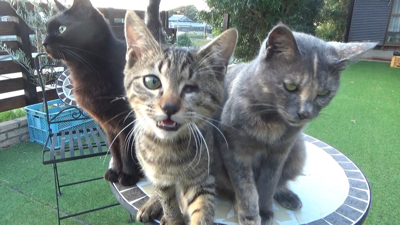 まだ未熟な子猫はどうやっても先輩に敵いません