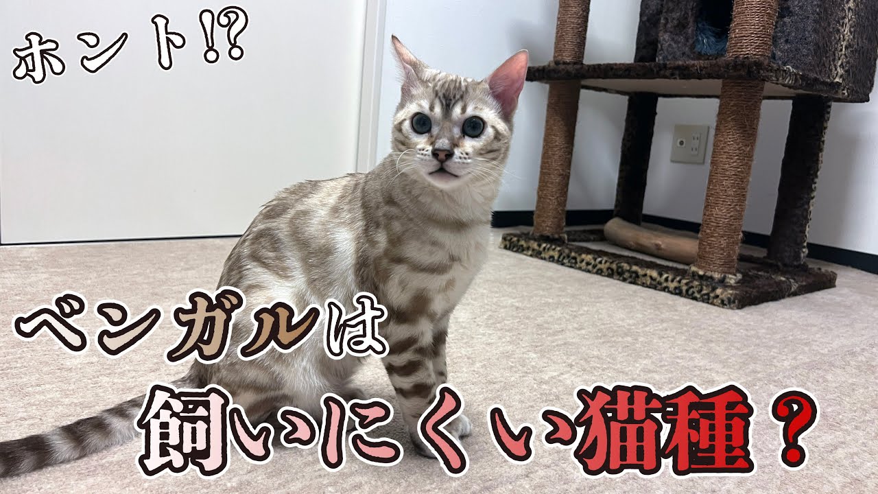 ベンガルが飼いにくい猫種って言われる理由と対策方法をご紹介します。