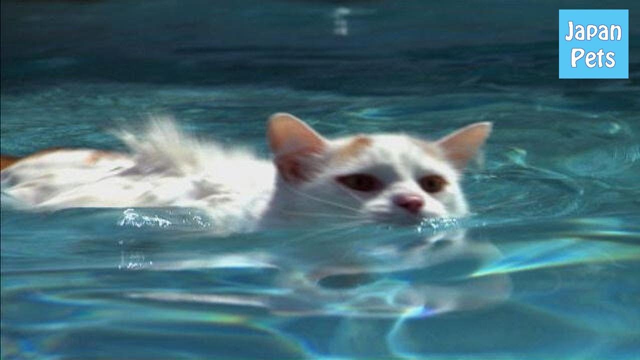 びっくり！水が好きで泳ぐ猫？ターキッシュバンをご紹介します！ - Japan Pets