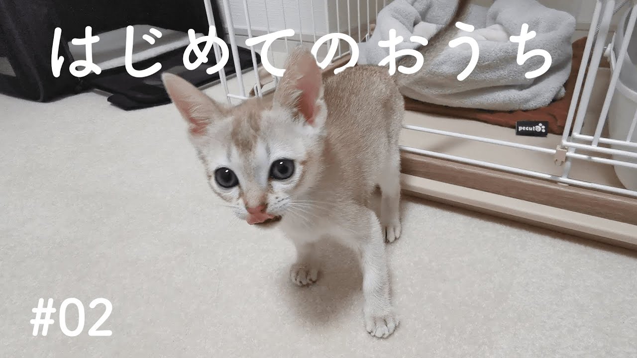 子猫がおうちにやってきた！【シンガプーラ】