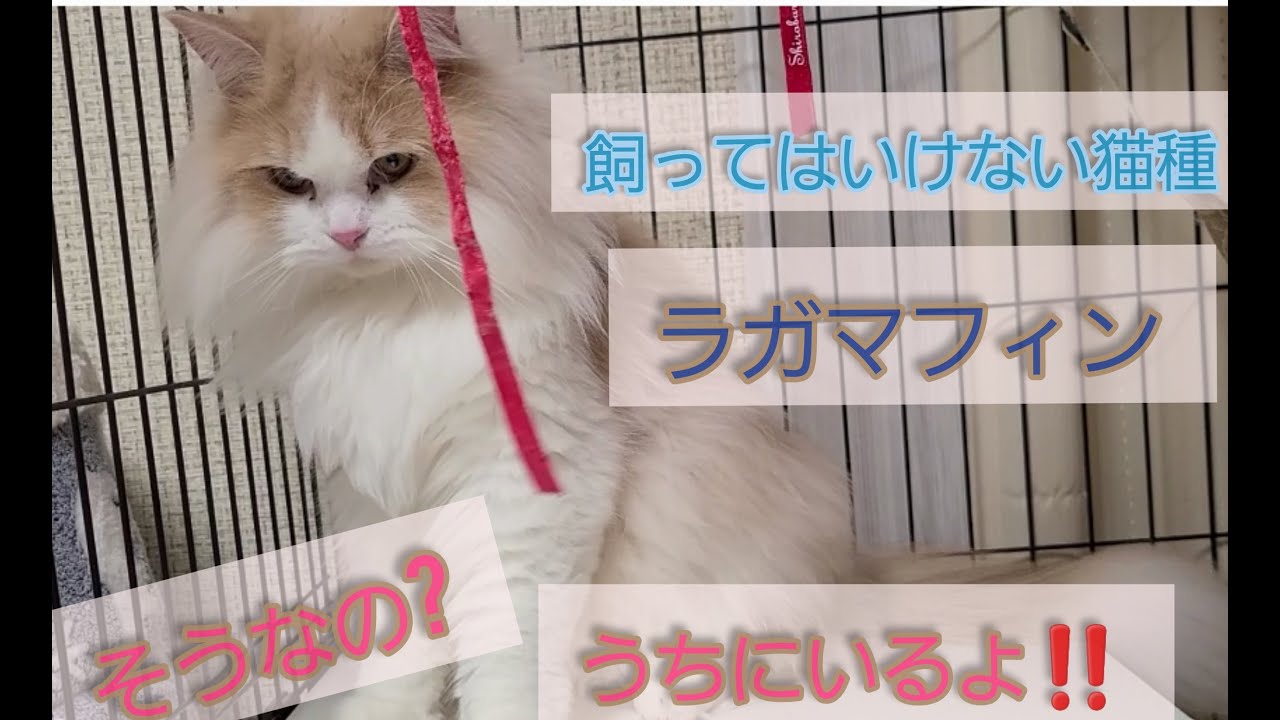【飼いにくい猫種】ラガマフィン!我が家のレオンのことだと理由が気になったところ、その理由に納得。あたってる!