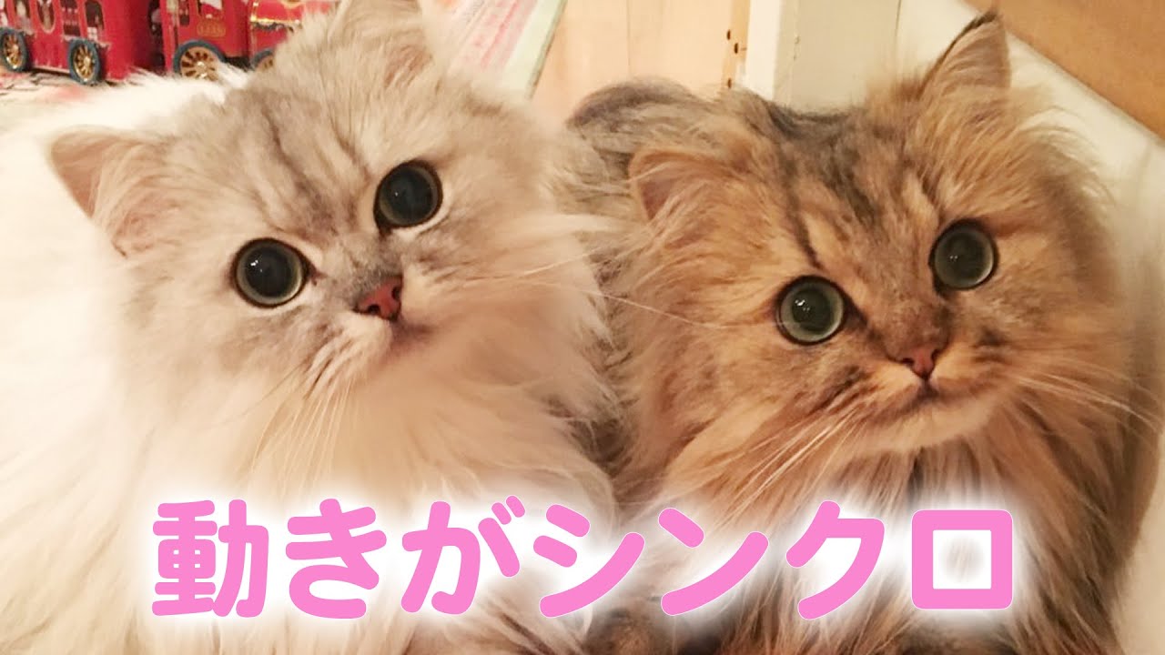 動きや表情までシンクロするほど仲良しなチンチラペルシャ兄弟の日常