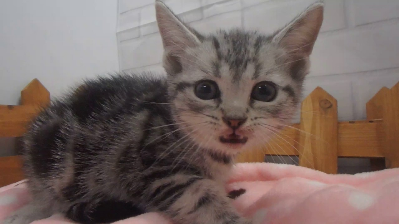 339404 アメリカンショートヘアー