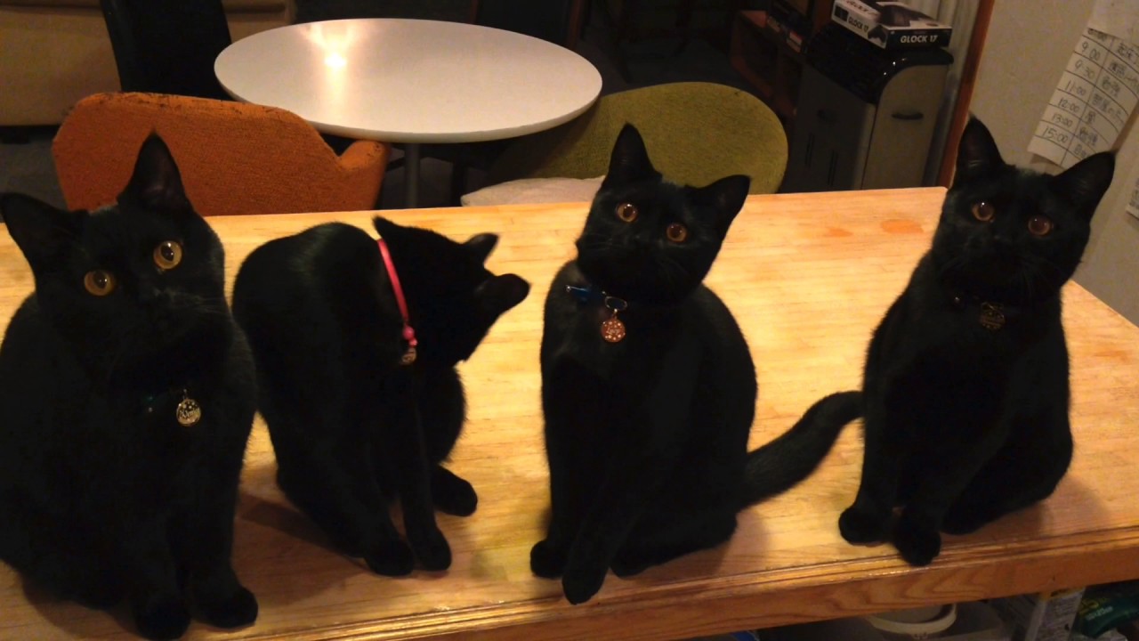 生後5カ月の4匹の黒猫ボンベイの動きが最高に可愛すぎる！Black bombay cat（黒のボンベイ猫）