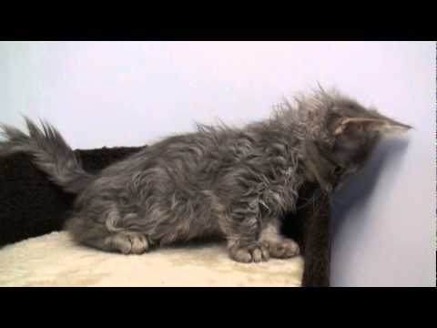 8月23日生　スクーカム３兄妹