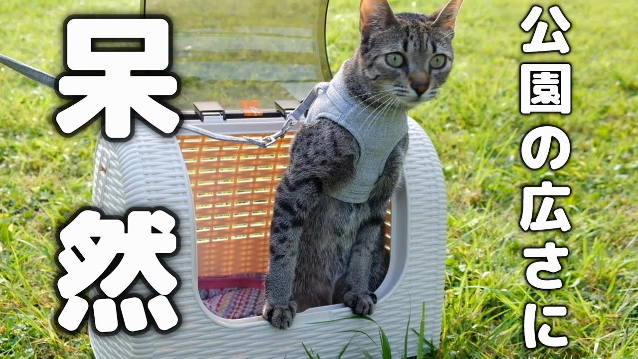 猫が初めて公園をお散歩したらドキドキわくわくだった【エジプシャンマウ】A cat(egyptianmau) walks in the Japanese park for the first time.