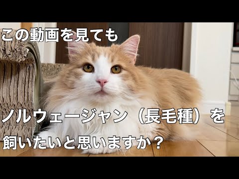 【ノルウェージャンを飼いたいと思っている方へ】伝えたい5つの大変こと