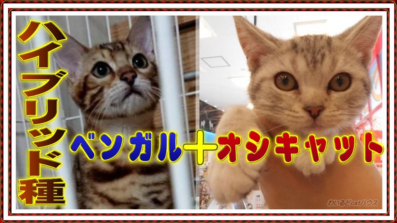 オシキャットとベンガルのハイブリッド種として生まれたのがチートー【我が家にチートーが誕生します】