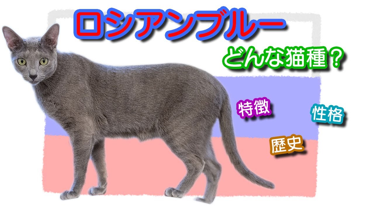 ロシアンブルーってどんな猫種？特徴、性格、歴史を解説！