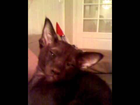 Buddha, our Havana Brown Oriental Cat.