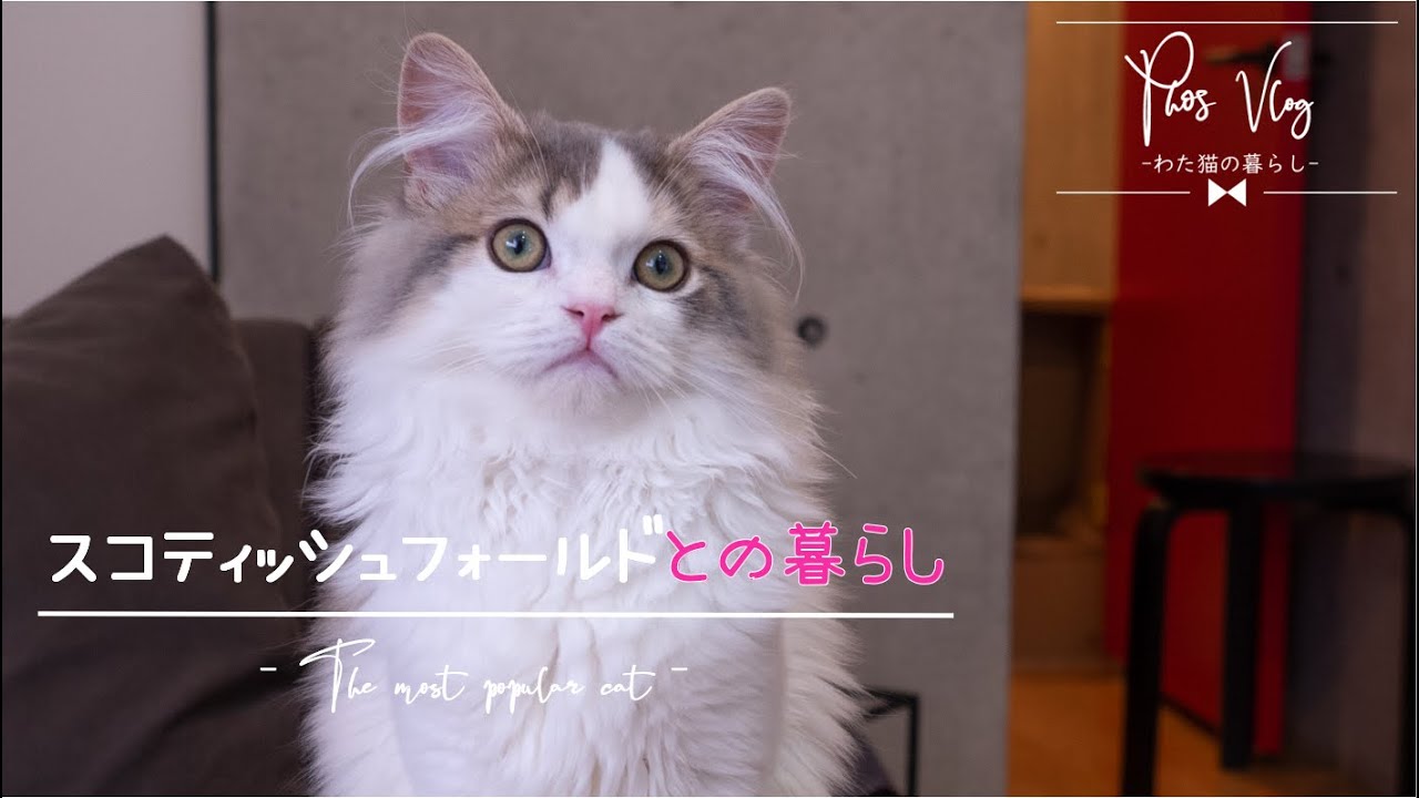 【猫 × Vlog】猫人気No.1！スコティッシュフォールドは初心者でも一緒に暮らしやすいんです