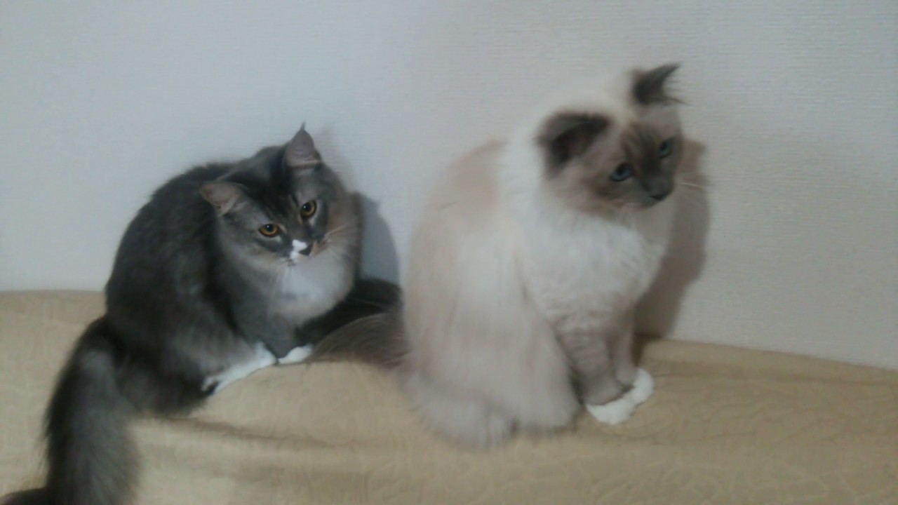 猫　バーマン＆マンチカンロングヘアー