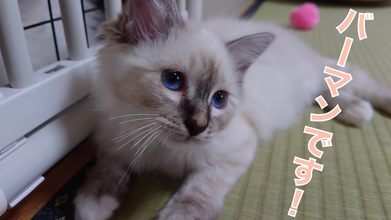 バーマンの子猫が新しく家族に加わりました！
