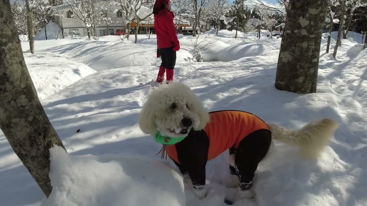 2022年2月岐阜県ひるがの高原スノーシューツアー