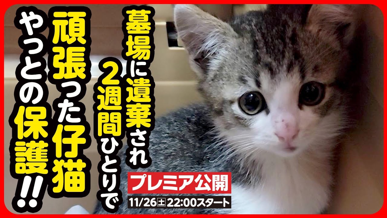 【子猫保護】去年と同じ墓場に、また捨て猫が...ひとりぼっちで逃げ回っていた子猫を保護しました