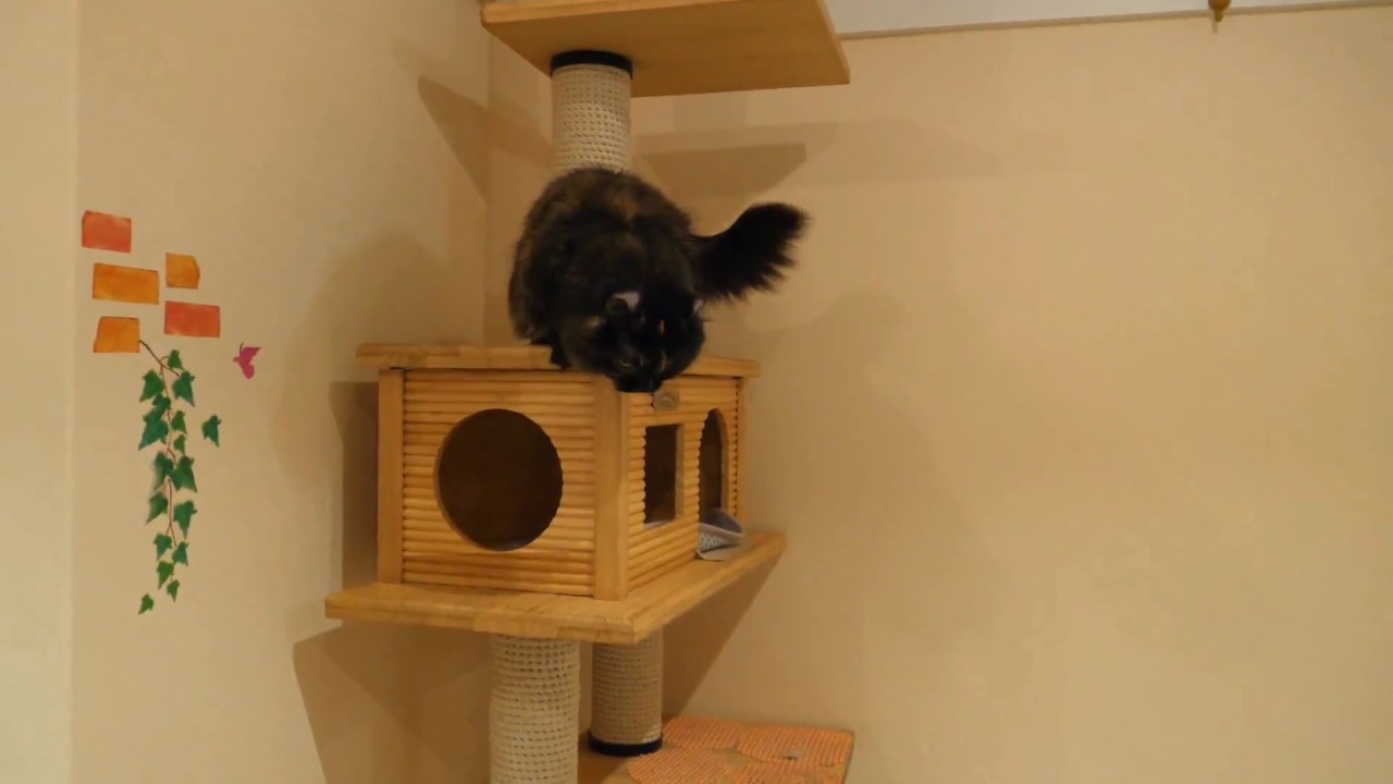 キンカロー（マンチカール）デビュー　猫カフェねこJaLaLa