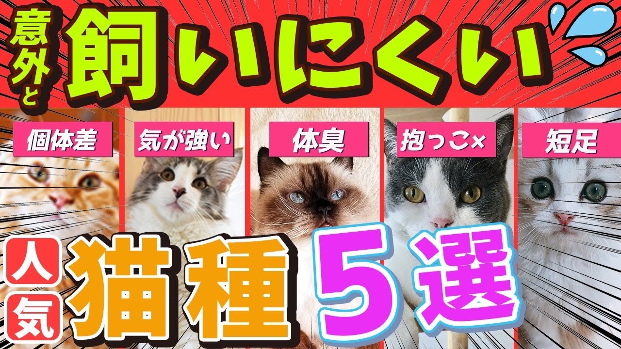 【実は飼いにくい一面がある"人気猫種"５選！】飼う時に注意が必要な種類の飼い方やお迎えの工夫を現役猫ブリーダーがご紹介！
