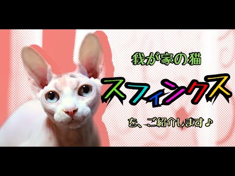 我が家のスフィンクス猫の紹介①
