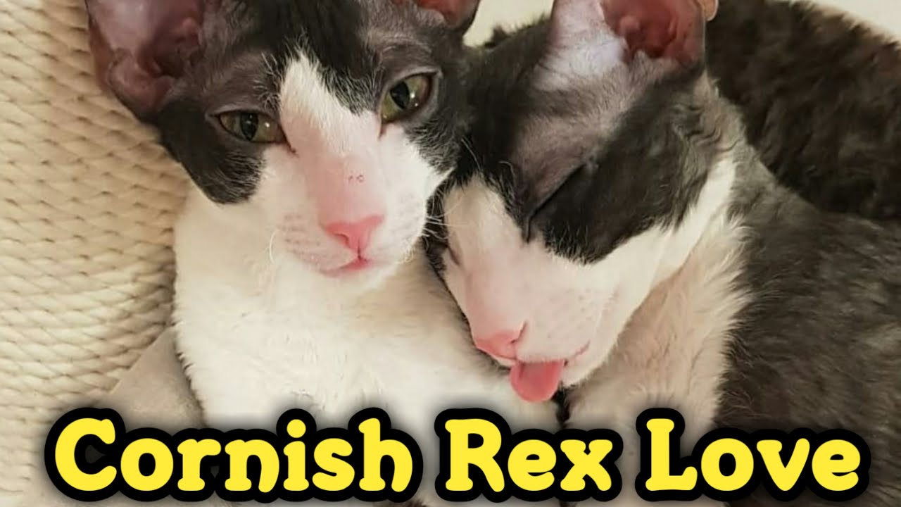 Lovely Cornish Rex Compilation : コーニッシュレックス