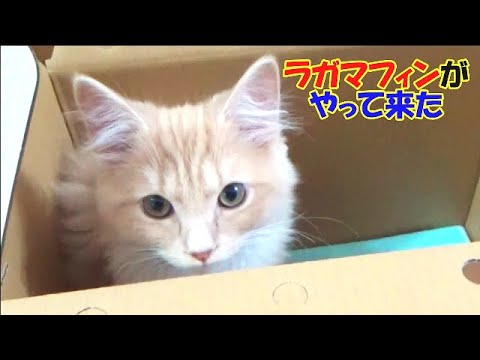 子猫をお迎えしました - ラガマフィンの男の子