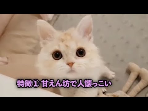 【セルカークレックス】クルクル甘えん坊！可愛いレックスのシーン集【猫】