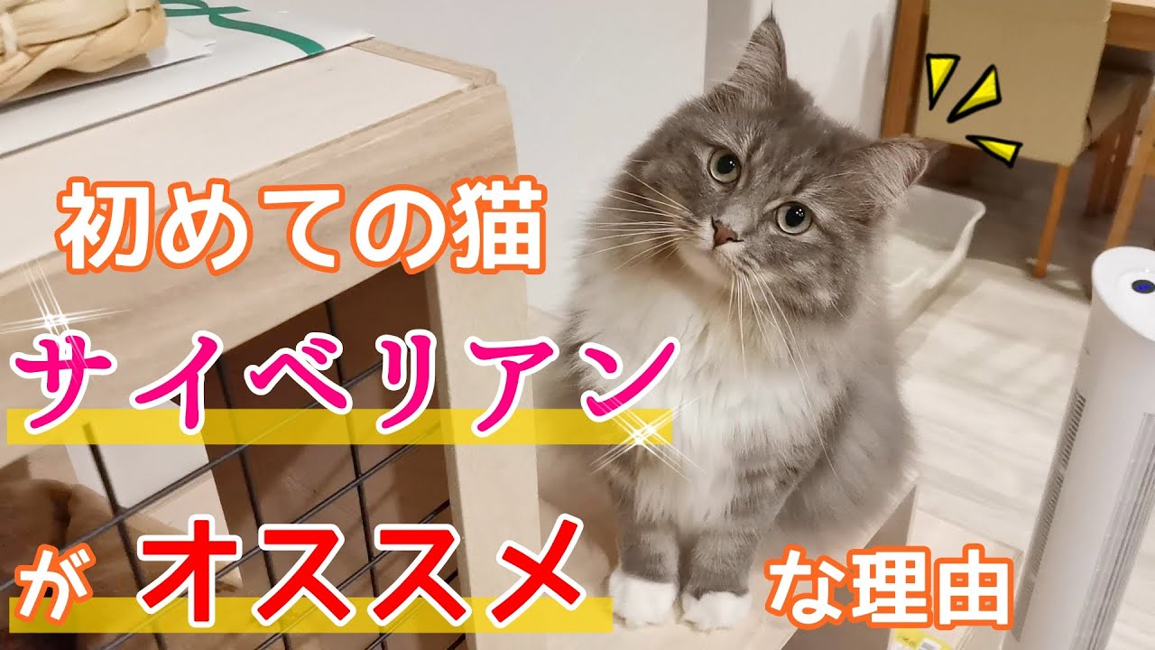 サイベリアンは、初めて猫を飼う人にオススメの猫種です！／Siberian cats are recommended for first-time cat owners【サイベリアンのラフィ#99】