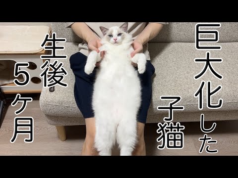 まだ生後5ヶ月なのに巨大化してしまったラグドールの子猫
